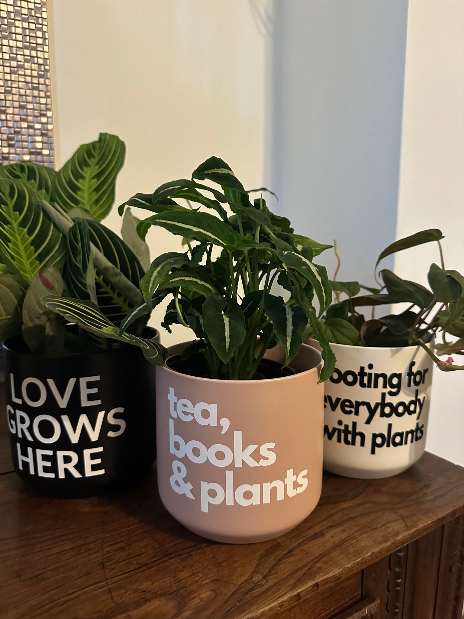 Signature Series Planters - tea, books & plants (5 Color Combos)