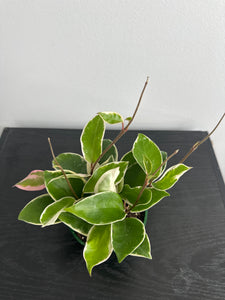 4" Hoya 'Krimson Queen' (b)