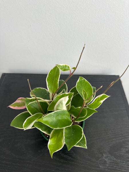 4" Hoya 'Krimson Queen' (b)