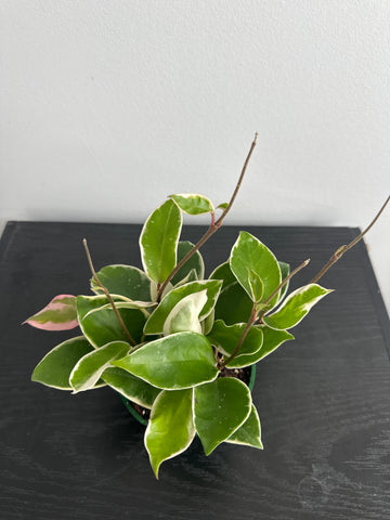 4" Hoya 'Krimson Queen' (b)