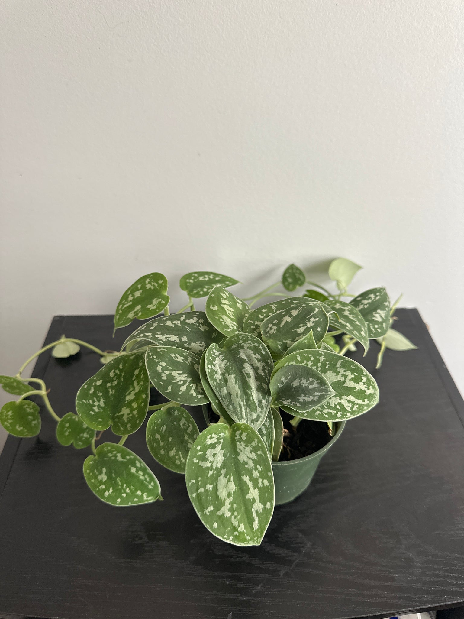 Scindapsus Pictus {Satin Pothos} (b)
