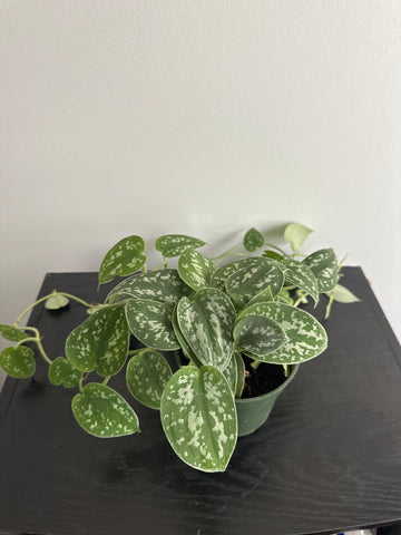 Scindapsus Pictus {Satin Pothos} (b)