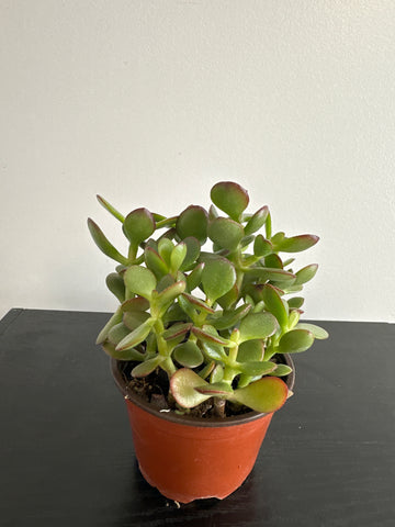 Jade Plant (c)