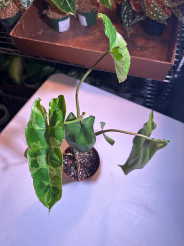 4" Philodendron ‘Paraiso Verde’ (e)