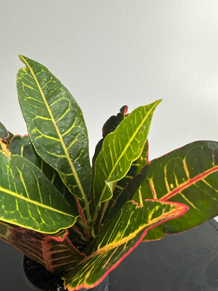 Croton Petra
