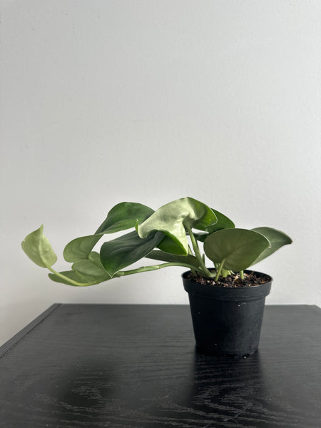 4" Scindapsus 'Jade Satin' (b)