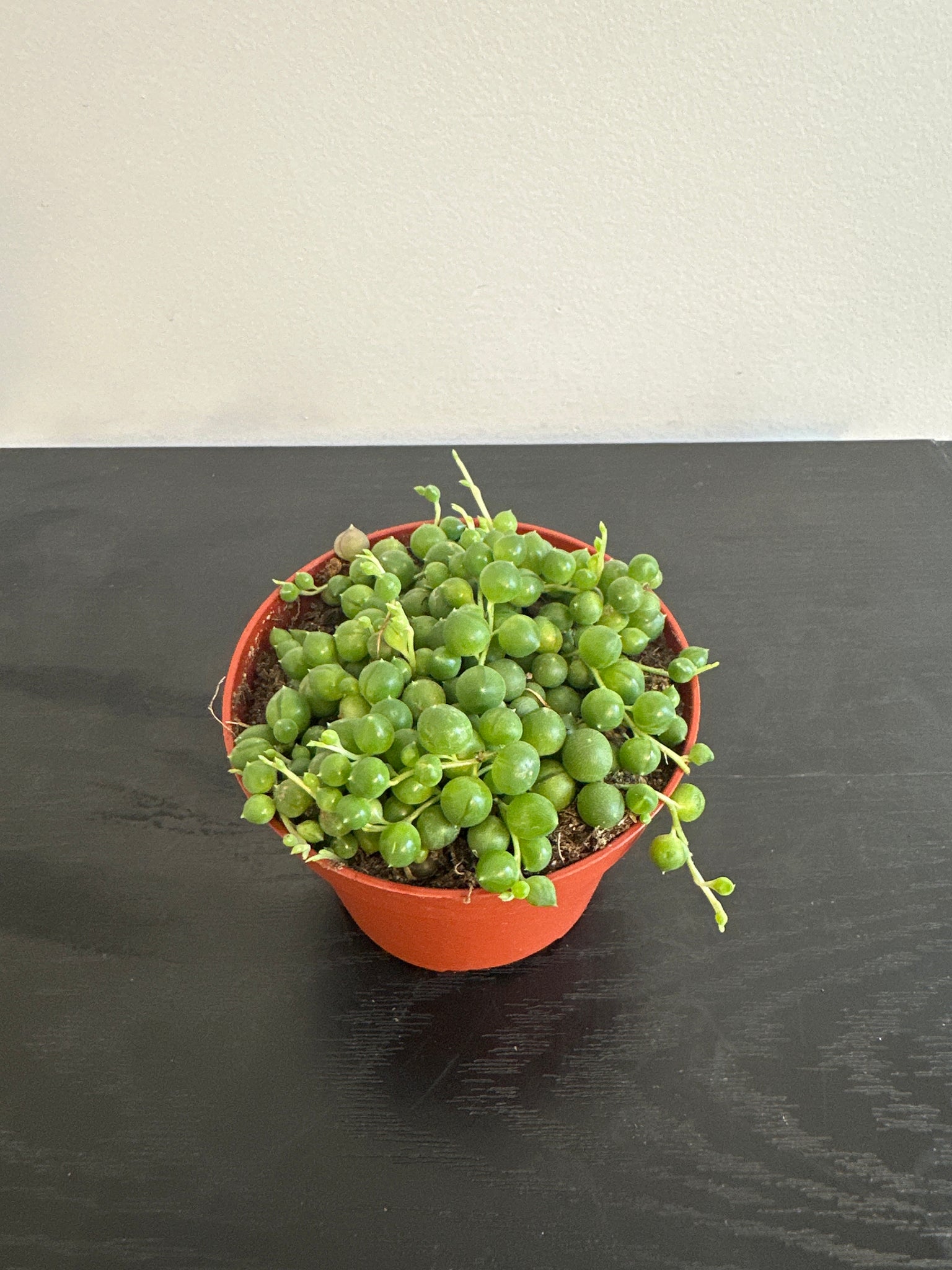 String of Pearls (a)