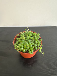 String of Pearls (a)