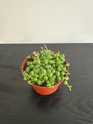String of Pearls (a)
