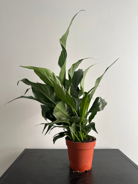 Peace Lily (b)