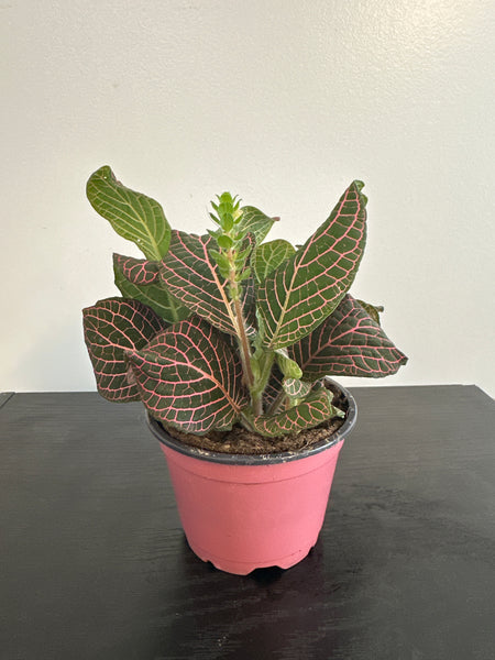 Fittonia Nerve Plant (a)