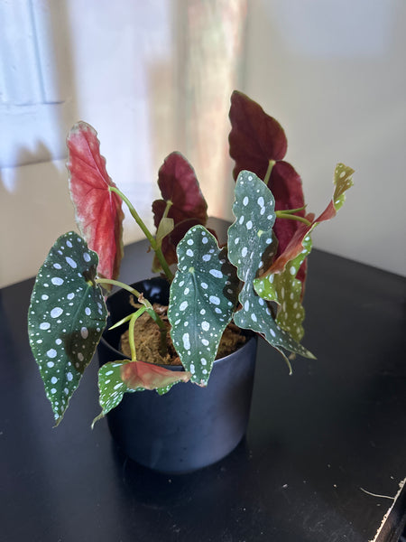 4" Polka Dot Begonia Maculata (a)
