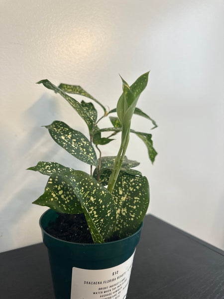 4" Dracaena Florida Beauty(a)