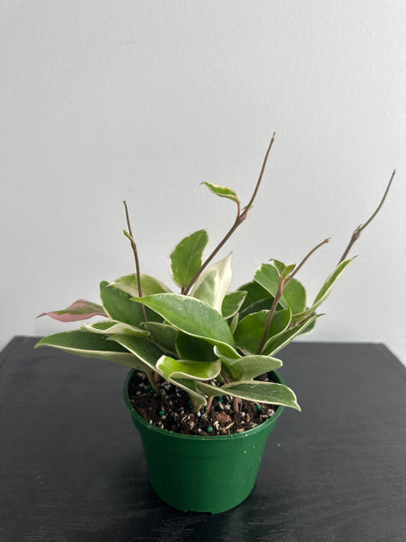 4" Hoya 'Krimson Queen' (b)
