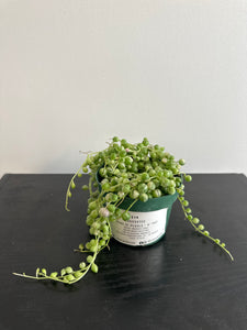 Variegated String of Pearls (a)