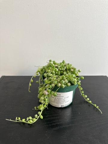 Variegated String of Pearls (a)
