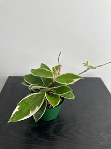 4" Hoya 'Krimson Queen' (a)