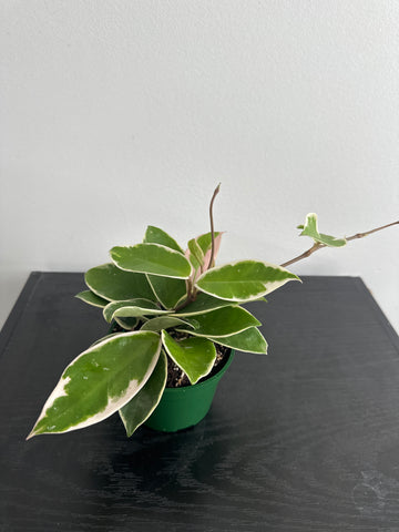 4" Hoya 'Krimson Queen' (a)