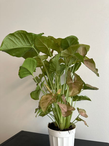 Syngonium Strawberry Cream Pink Arrowhead - 4” (b)