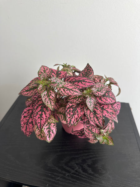 Polka Dot Plant (Pink Splash)