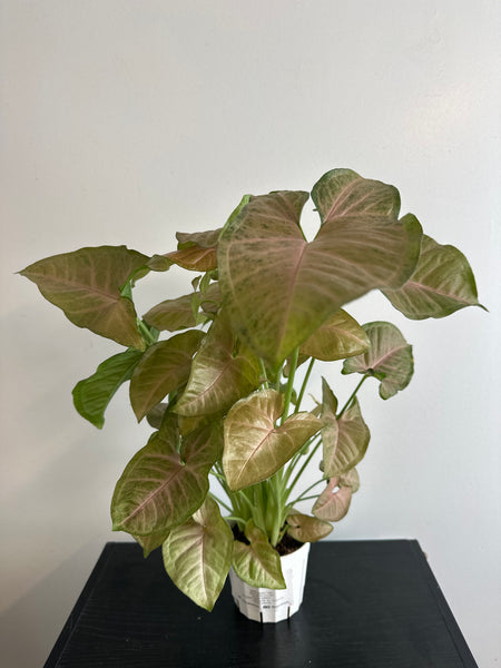 Syngonium Strawberry Cream Pink Arrowhead - 4” (b)