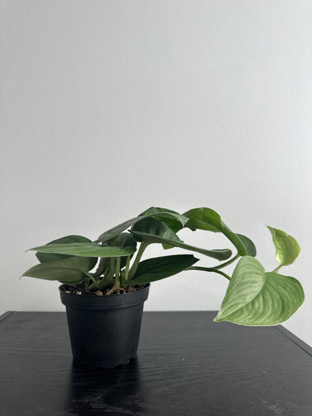 4" Scindapsus 'Jade Satin' (b)