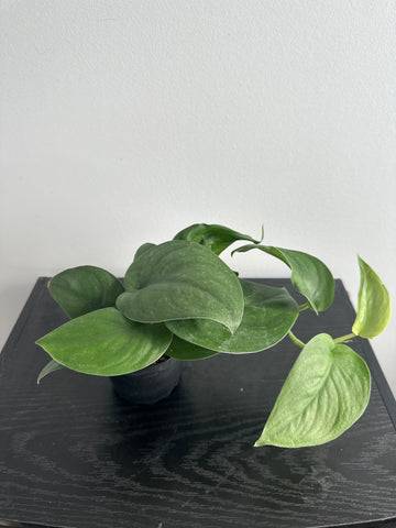4" Scindapsus 'Jade Satin' (b)