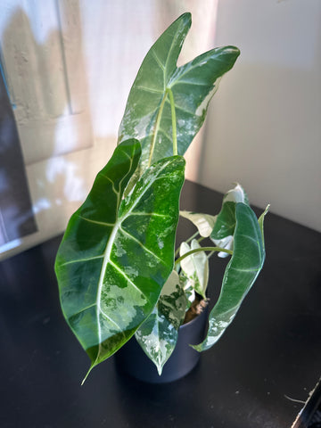 4" Variegated Alocasia 'Frydek' (b)