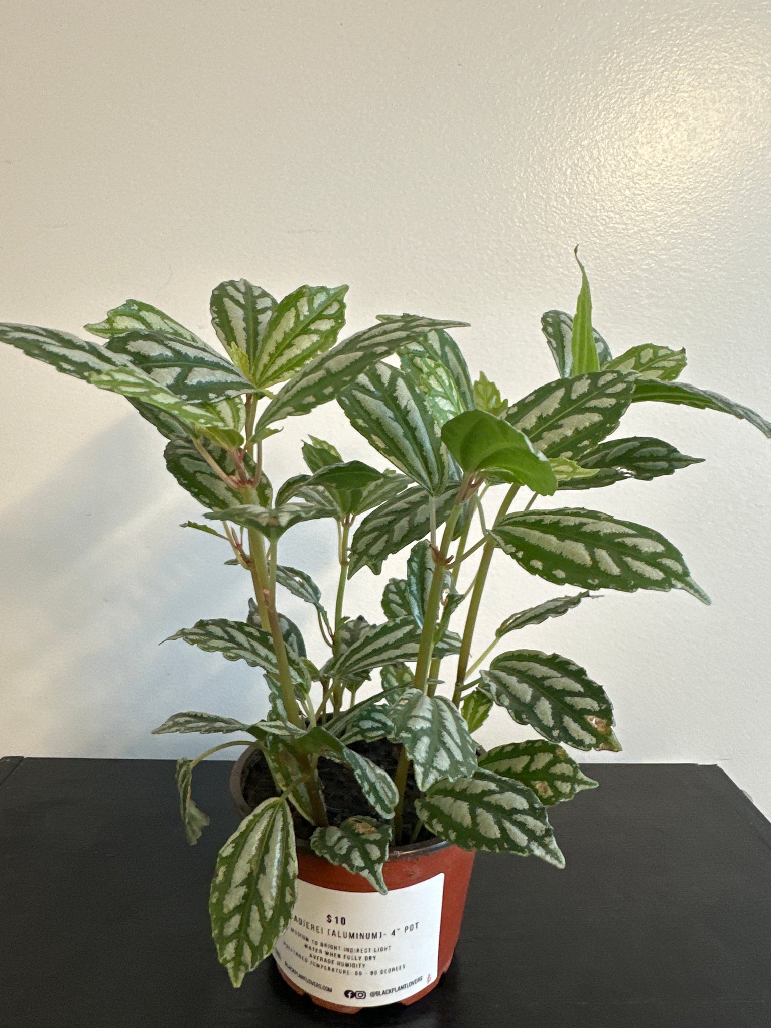 Pilea Cardieri (Aluminum) Plant (b)