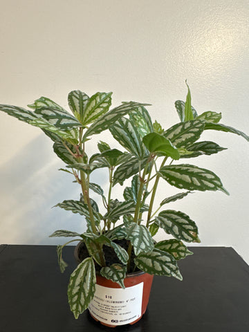 Pilea Cardieri (Aluminum) Plant (b)