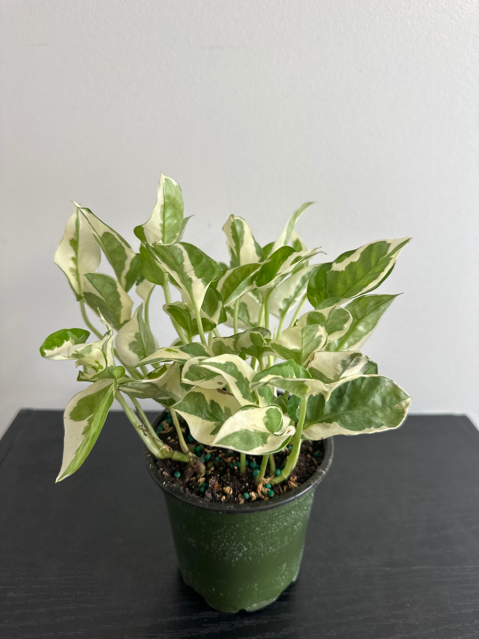 Pearls and Jade Pothos (f)