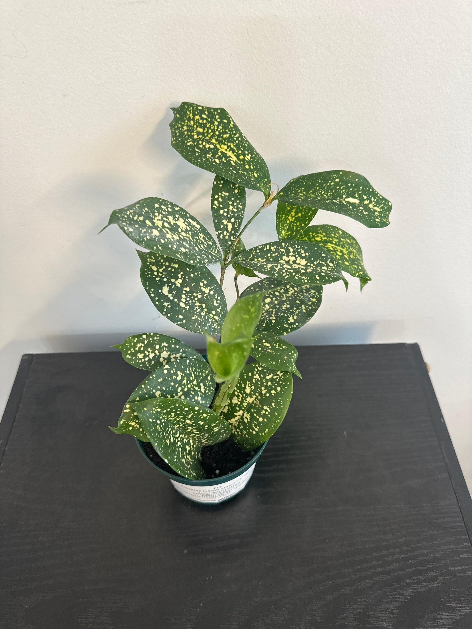 4" Dracaena Florida Beauty(a)