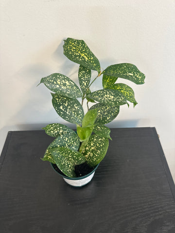 4" Dracaena Florida Beauty(a)