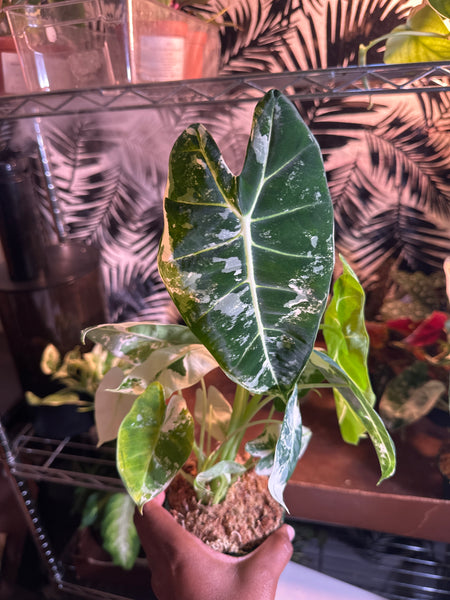4" Variegated Alocasia 'Frydek' (b)
