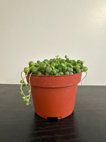 String of Pearls (c)