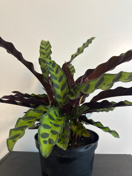 6" Calathea Lancifolia 'Rattlesnake'