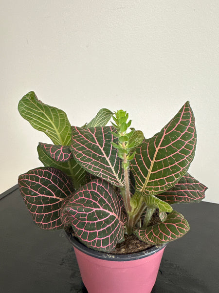 Fittonia Nerve Plant (a)