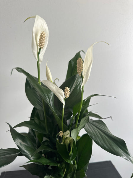 Peace Lily (c)