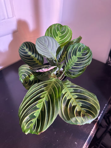 Lemon Lime Maranta Plant (a)