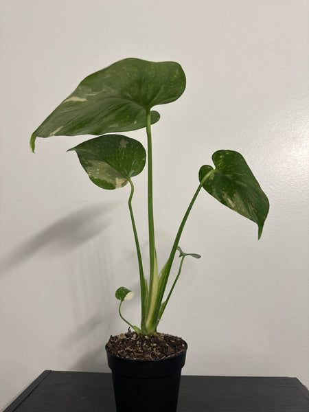 4" Monstera Thai Constellation' (b)