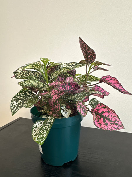 Polka Dot Plant (c)