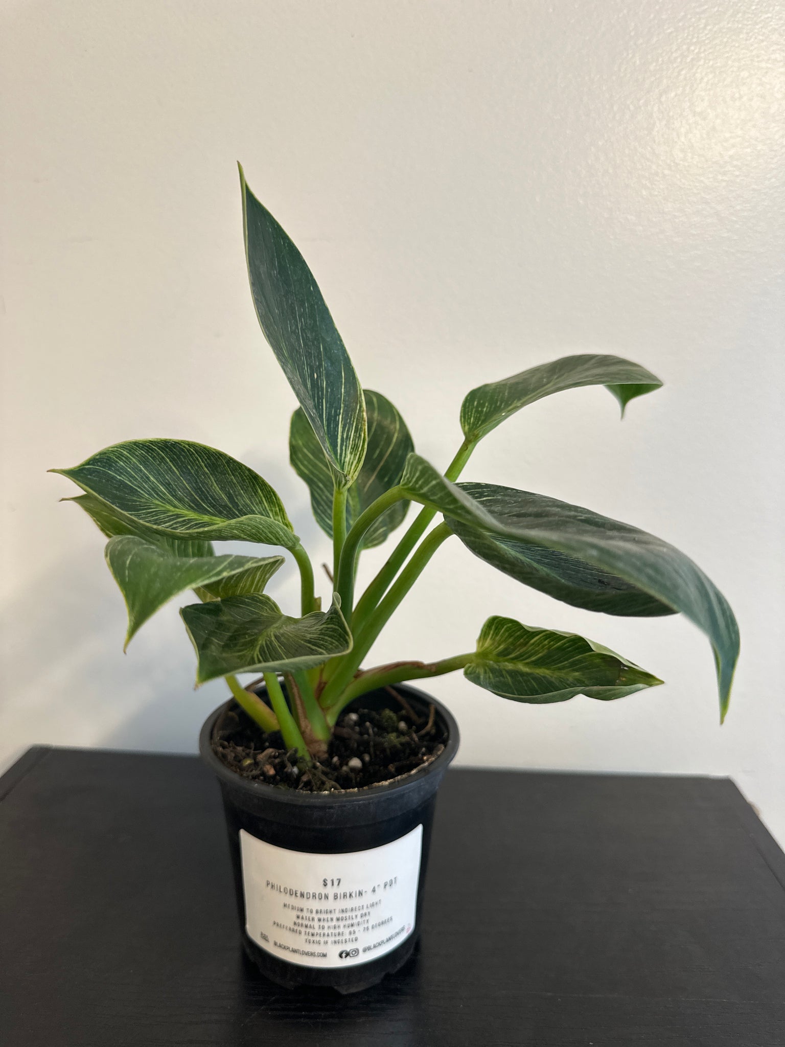 Philodendron Birkin (b)
