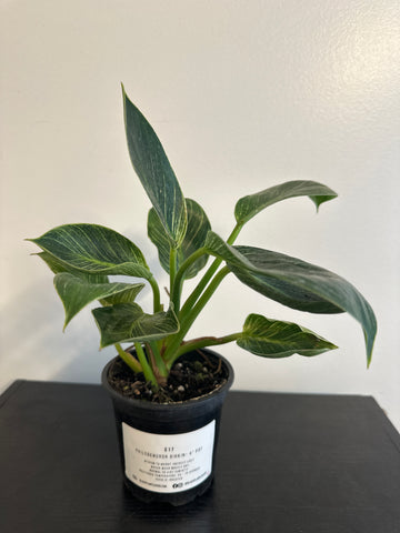 Philodendron Birkin (b)