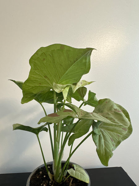 Syngonium 'Confetti' Arrowhead (b)