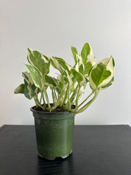 Pearls and Jade Pothos (f)