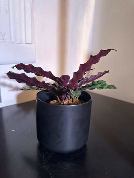 4" Calathea Lancifolia 'Rattlesnake' (a)
