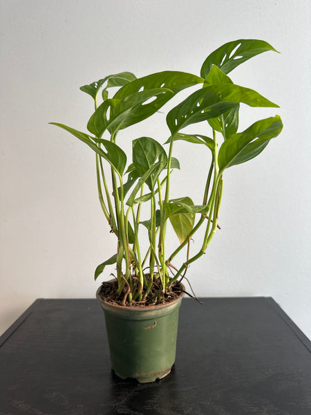 Monstera Adansonii Narrow Form