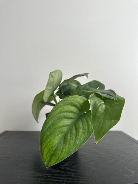 4" Scindapsus 'Jade Satin' (a)
