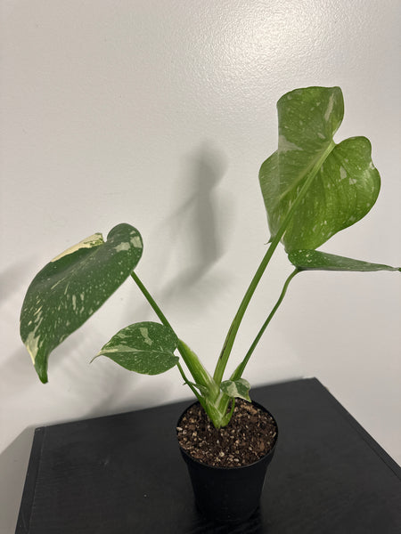 4" Monstera Thai Constellation' (a)