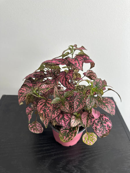 Polka Dot Plant (Pink Splash)